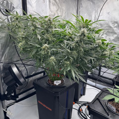 Dark Matter growlog timeline photo