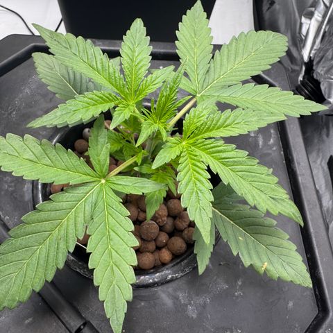 Sour Stomper 1 growlog timeline photo