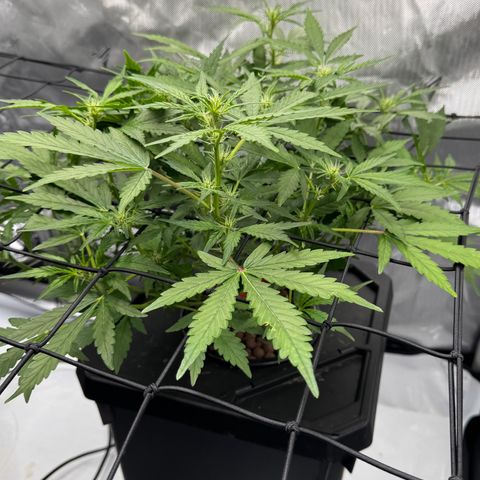 Jelly Donutz growlog timeline photo