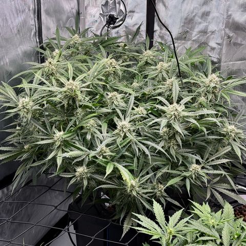 Dark Matter growlog timeline photo