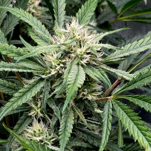 Dark Matter growlog timeline photo