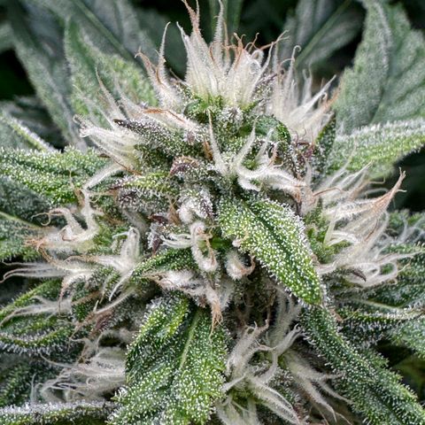 Dark Matter growlog timeline photo