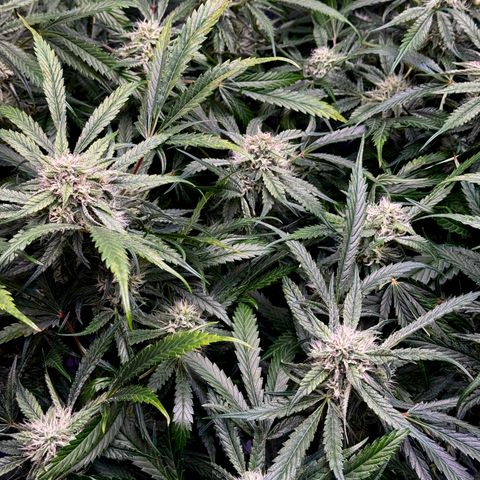 Dark Matter growlog timeline photo