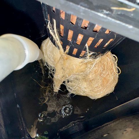 Jelly Donutz growlog timeline photo