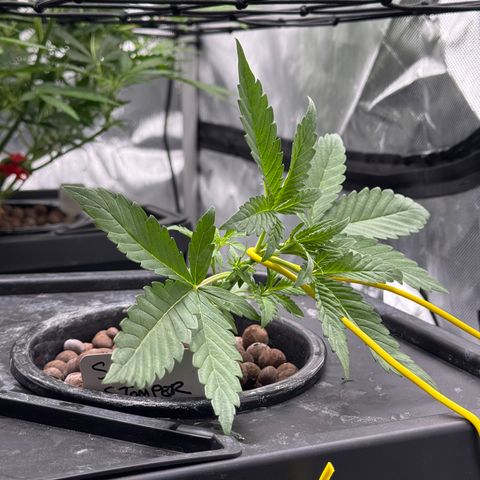 Sour Stomper 1 growlog timeline photo
