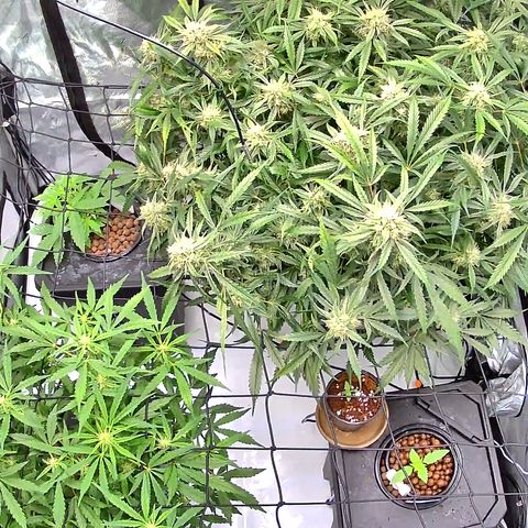 Dark Matter growlog timeline photo