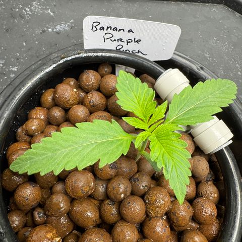Banana Purple Punch Auto growlog timeline photo