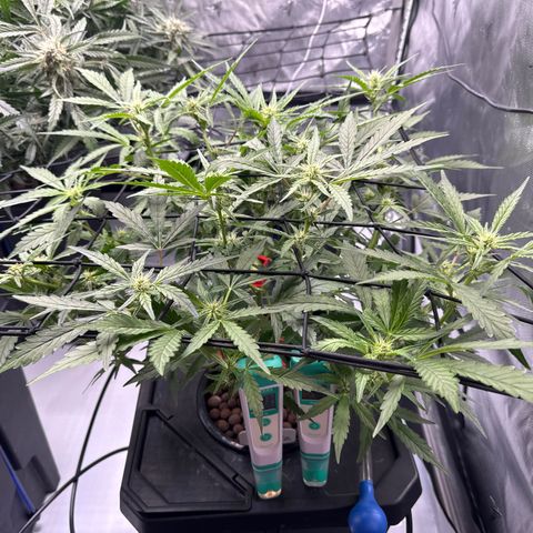Jelly Donutz growlog timeline photo