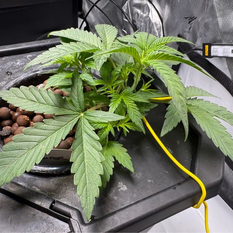 Sour Stomper 1 growlog timeline photo