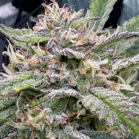 Dark Matter growlog timeline photo
