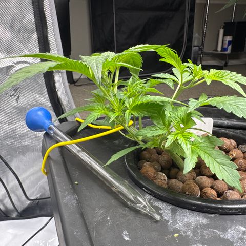 Sour Stomper 1 growlog timeline photo