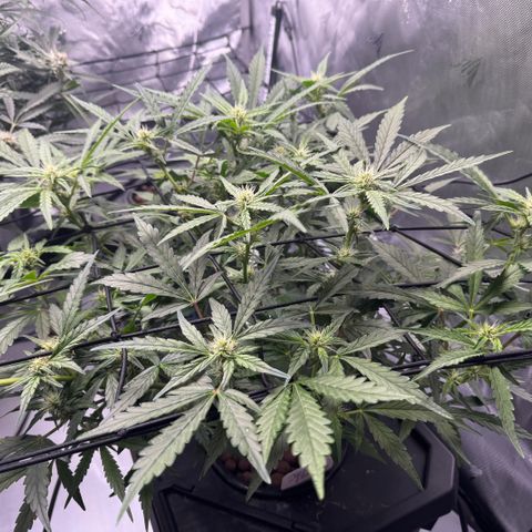 Jelly Donutz growlog timeline photo