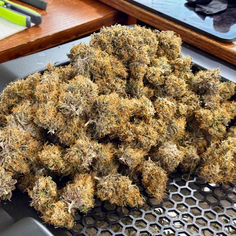 Berry Gas Mask CBD - ATLAS SEEDS growlog timeline photo