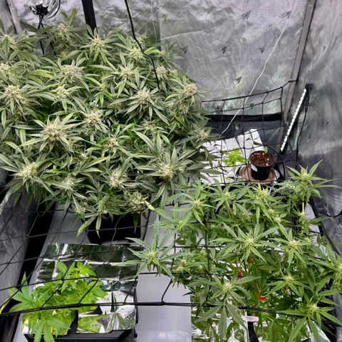 Dark Matter growlog timeline photo