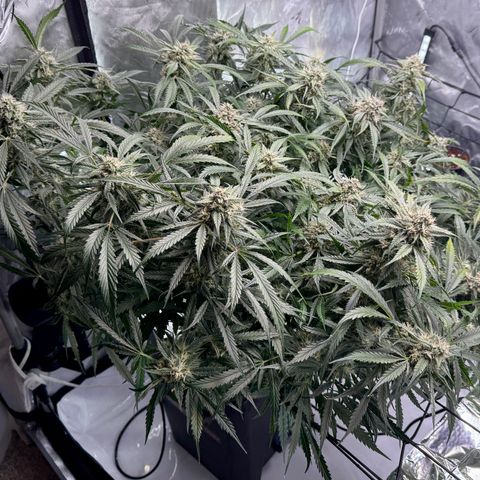 Dark Matter growlog timeline photo