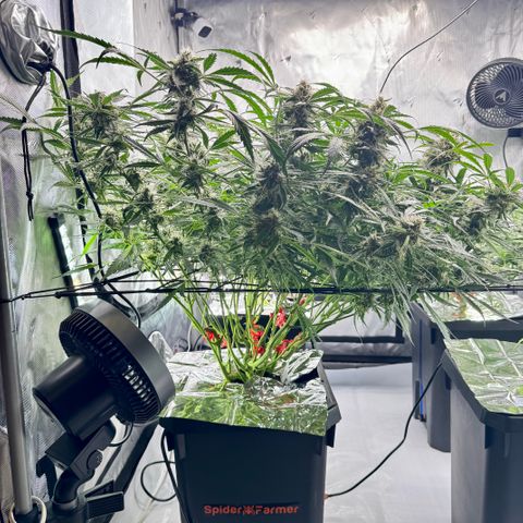 Dark Matter growlog timeline photo