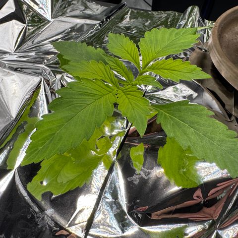 Banana Purple Punch Auto growlog photo: Noticed light greens today. Changes the res - EC 1.37