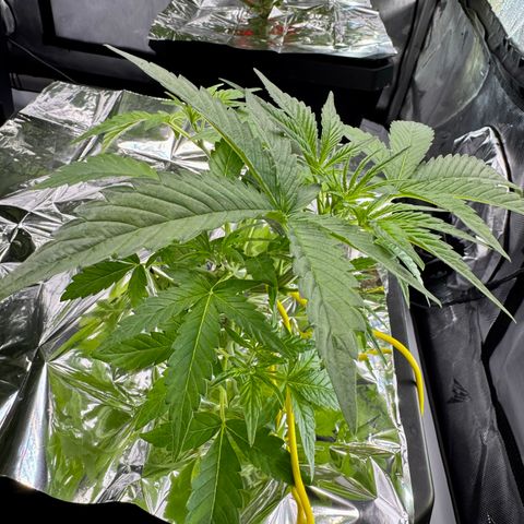Sour Stomper 1 growlog timeline photo