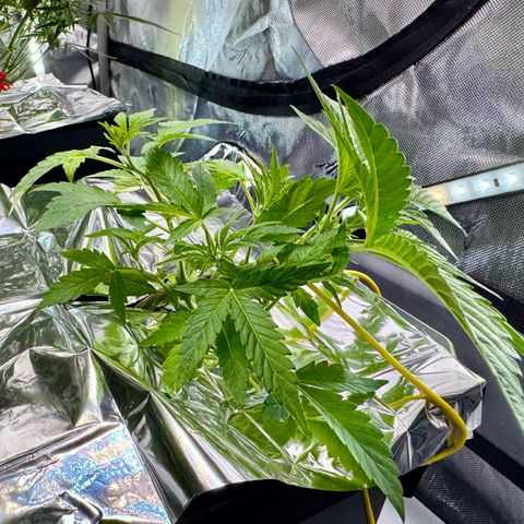 Sour Stomper 1 growlog timeline photo