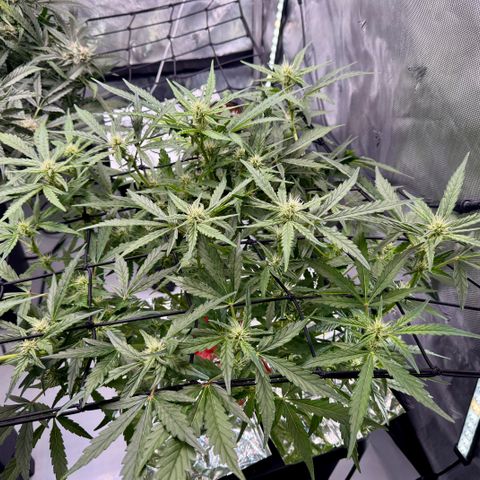 Jelly Donutz growlog timeline photo