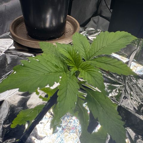 Banana Purple Punch Auto growlog timeline photo