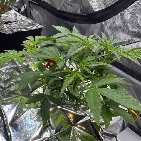 Sour Stomper 1 growlog timeline photo