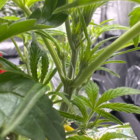 Sour Stomper 1 growlog timeline photo