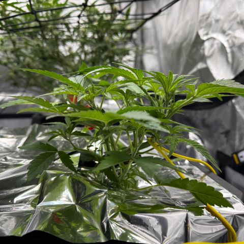 Sour Stomper 1 growlog timeline photo