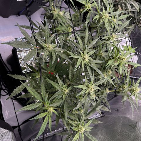 Jelly Donutz growlog timeline photo