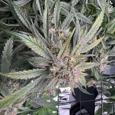 Dark Matter growlog timeline photo