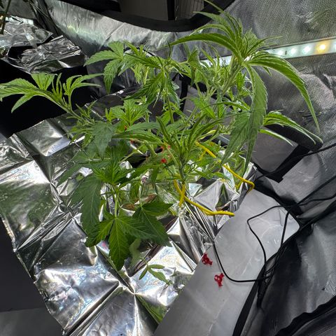Sour Stomper 1 growlog photo: Heavy defoliation