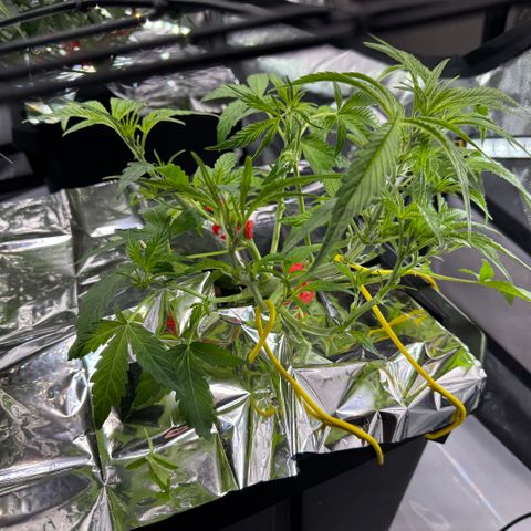 Sour Stomper 1 growlog photo: Heavy defoliation
