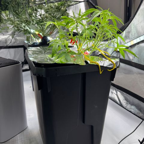 Sour Stomper 1 growlog photo: Heavy defoliation