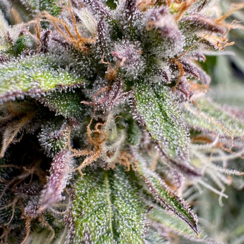 Dark Matter growlog timeline photo