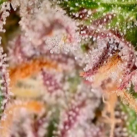 Dark Matter growlog timeline photo