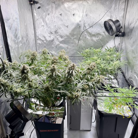 Dark Matter growlog timeline photo