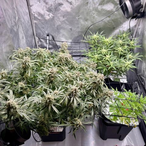 Dark Matter growlog timeline photo