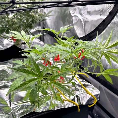 Sour Stomper 1 growlog timeline photo