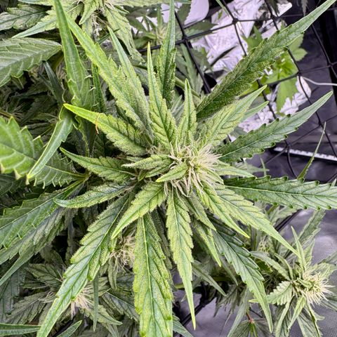 Jelly Donutz growlog timeline photo