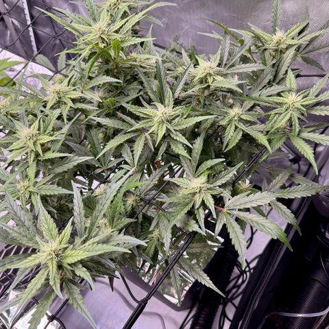 Jelly Donutz growlog timeline photo