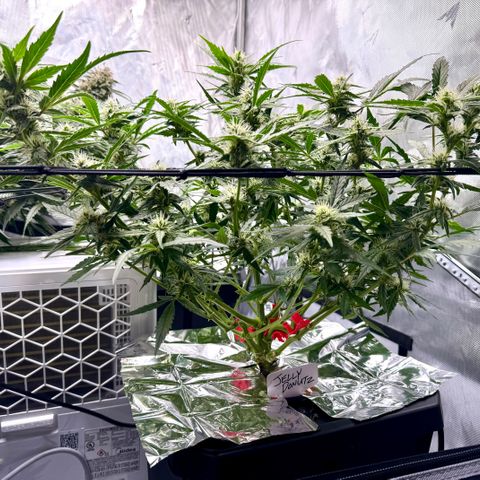 Jelly Donutz growlog timeline photo