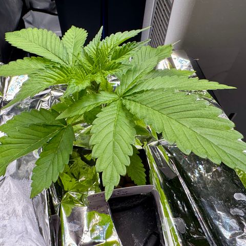 Banana Purple Punch Auto growlog timeline photo
