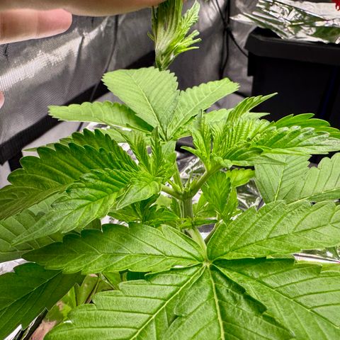 Banana Purple Punch Auto growlog timeline photo