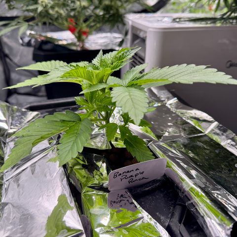 Banana Purple Punch Auto growlog timeline photo