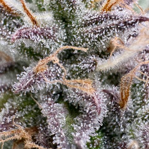 Dark Matter growlog timeline photo