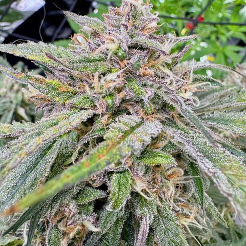 Dark Matter growlog timeline photo
