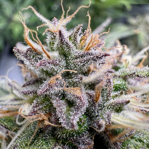 Dark Matter growlog timeline photo
