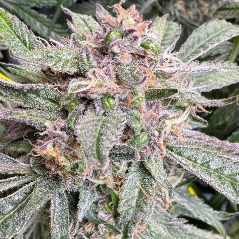 Dark Matter growlog timeline photo