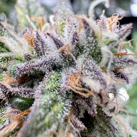 Dark Matter growlog timeline photo