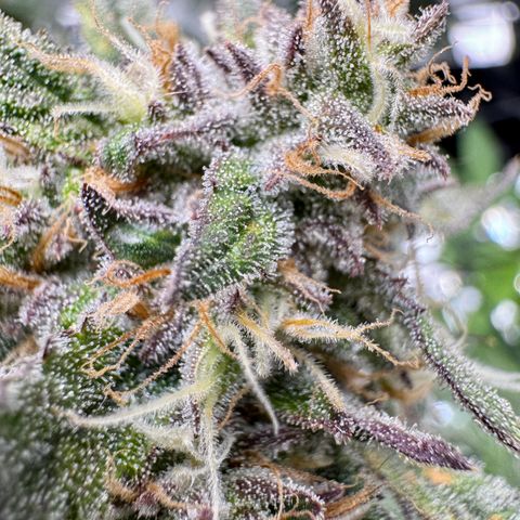 Dark Matter growlog timeline photo
